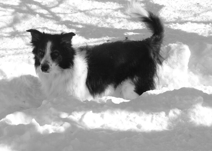 Dog Greeting Card featuring the photograph Black and White in the snow by Michael Porchik