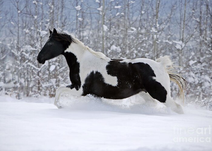 Black And White Greeting Card featuring the photograph Black And White Paint Horse In Snow by Rolf Kopfle