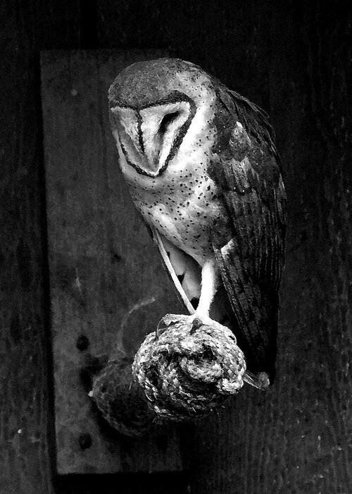 Black And White Painted Barn Owl Greeting Card