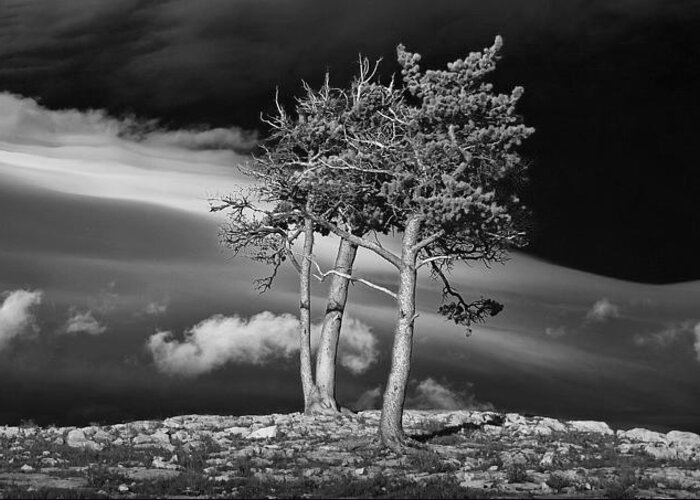 Art Greeting Card featuring the photograph Black and White Photograph Trees on a rocky ridge at Glacier National Park by Randall Nyhof