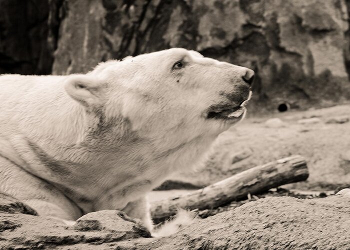 Polar Bear Greeting Card featuring the photograph Black and White Polar Bear by Sara Frank