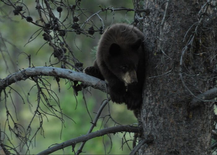 Black Bear Greeting Card featuring the photograph Black Bear Cub in Tree by Frank Madia