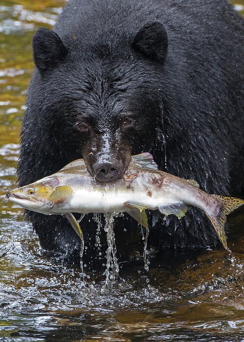 Black Bear Greeting Card featuring the photograph Black Bear with Salmon by Max Waugh