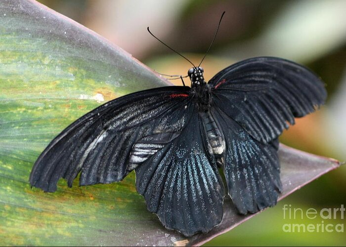 Butterfly Greeting Card featuring the photograph Black Butterfly by Jeremy Hayden