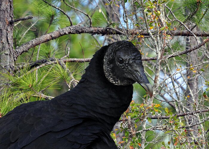 Vulture Greeting Card featuring the photograph Black Buzzard by Al Powell Photography USA