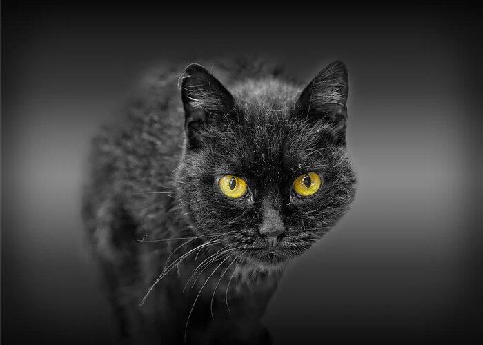 Animal Greeting Card featuring the photograph Black Cat by Peter Lakomy