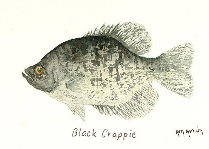 Crappie Greeting Card featuring the painting Black Crappie by Ken Marsden