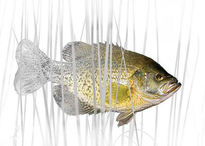 Crappie Greeting Card featuring the photograph Black Crappie Pan Fish in the Reeds by Randall Nyhof