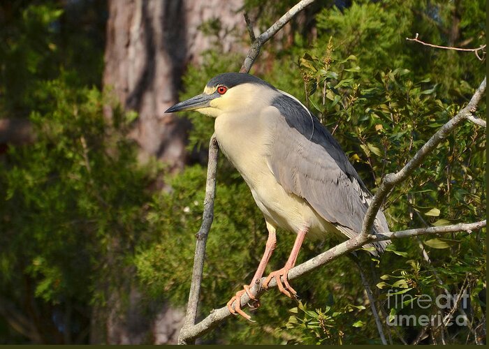 Heron Greeting Card featuring the photograph Black Crown Night Heron by Kathy Baccari