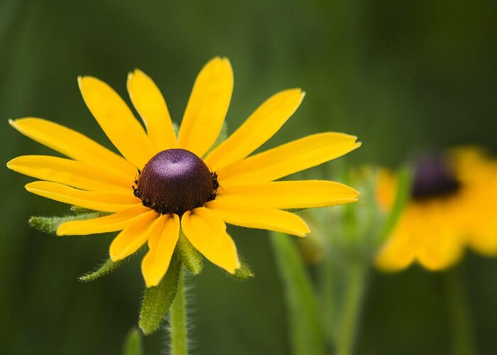 3scape Photos Greeting Card featuring the photograph Black Eyed Susan by Adam Romanowicz
