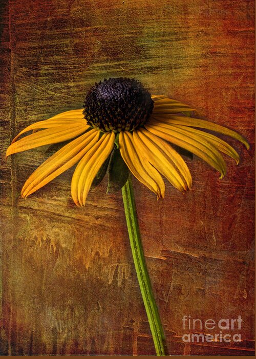 Black Eyed Susan Greeting Card featuring the photograph Black Eyed Susan by Elena Nosyreva