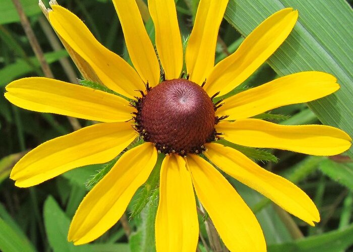 Black Eyed Susan Greeting Card featuring the photograph Black-Eyed Susan by Eric Noa