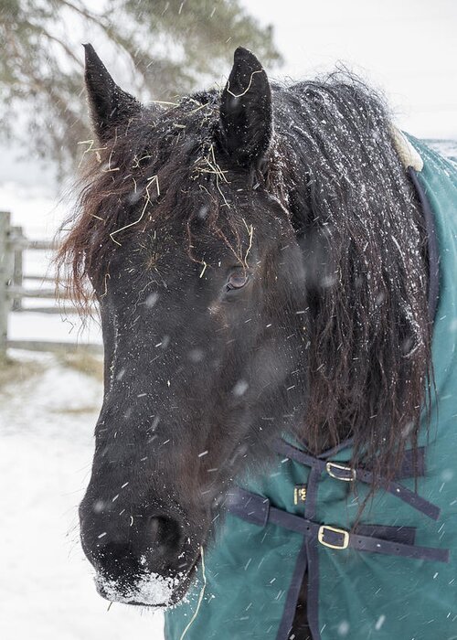 Horse Greeting Card featuring the photograph Black Horse in Snow by Joann Long