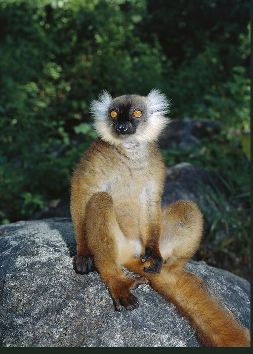 Feb0514 Greeting Card featuring the photograph Black Lemur Female Madagascar by Konrad Wothe