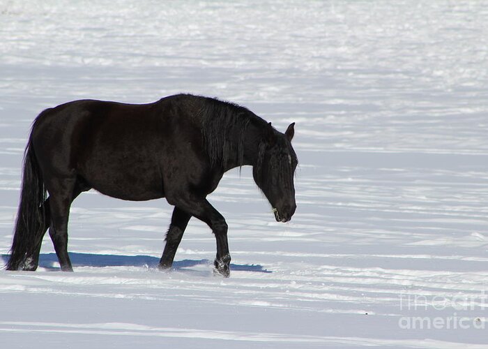 Horse Greeting Card featuring the photograph Black Magic by Fiona Kennard