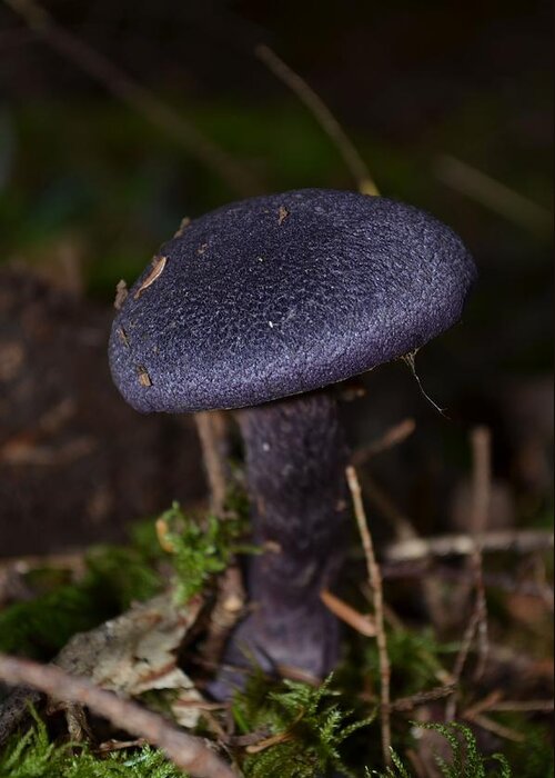 Black Mushroom Greeting Card featuring the photograph Black Mushroom by Laureen Murtha Menzl