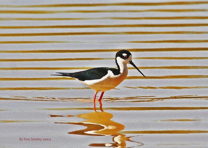 Black Neck Stilt Standing Greeting Card featuring the photograph Black Neck Stilt Standing by Tom Janca