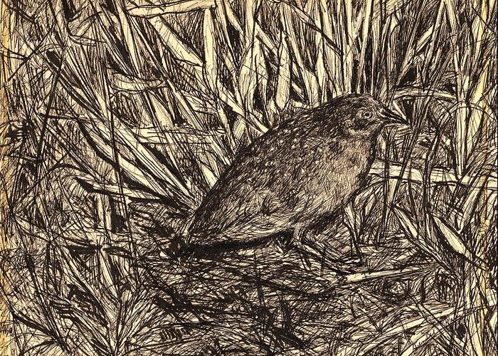 Bird Greeting Card featuring the drawing Black Rail by Kendall Kessler
