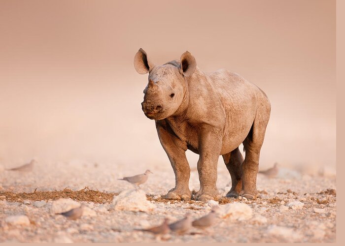 Wild Greeting Card featuring the photograph Black Rhinoceros baby by Johan Swanepoel