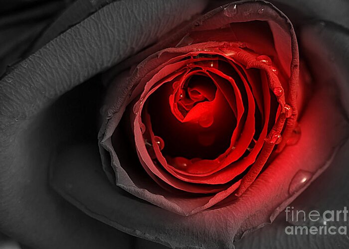 Adrian Laroque Greeting Card featuring the photograph Black Rose by LR Photography