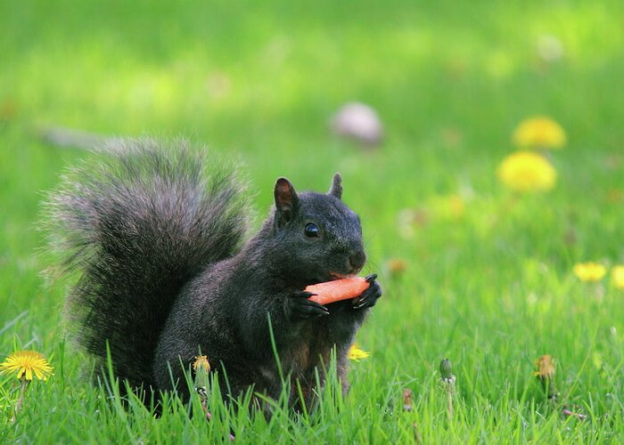 Black Color Greeting Card featuring the photograph Black Squirrel by David R. Tyner