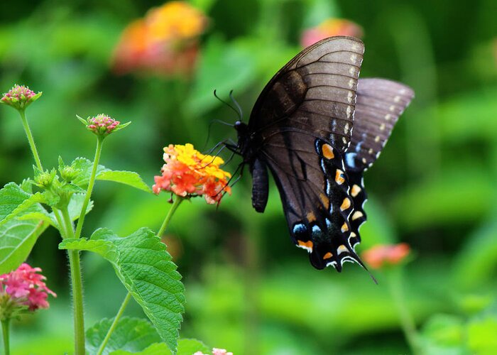Photography Greeting Card featuring the photograph Black Swallowtail Among the Flowers by Jackie Farnsworth