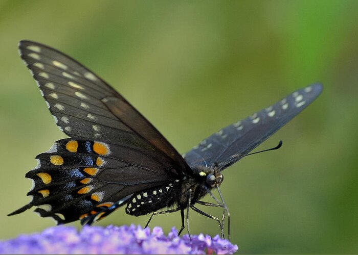 Black Swallowtail Greeting Card featuring the photograph Black Swallowtail on a Buddleia by Bradford Martin