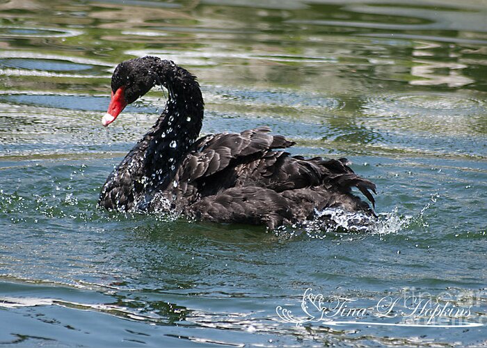 Black Greeting Card featuring the photograph Black Swan 20120706_121a by Tina Hopkins