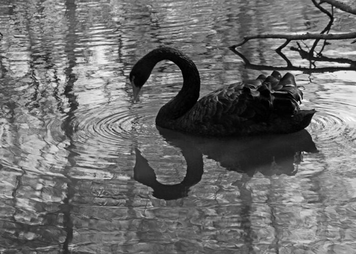 Photograph Greeting Card featuring the photograph Black Swan V in Black and White by Suzanne Gaff
