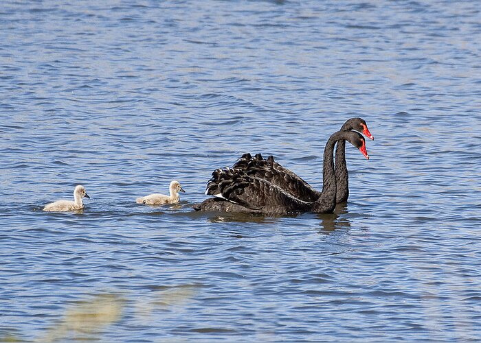 Australia Greeting Card featuring the photograph Black swans by Steven Ralser