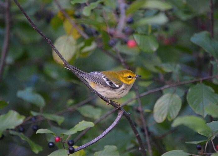 Wildlife Greeting Card featuring the photograph Black-throated Green Warbler by James Petersen