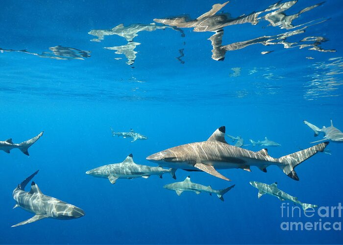 Blacktip Reef Sharks Greeting Card featuring the photograph Blacktips by Aaron Whittemore