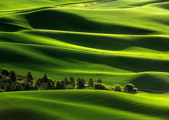 Palouse Greeting Card featuring the photograph Blanketed in Green by Todd Klassy