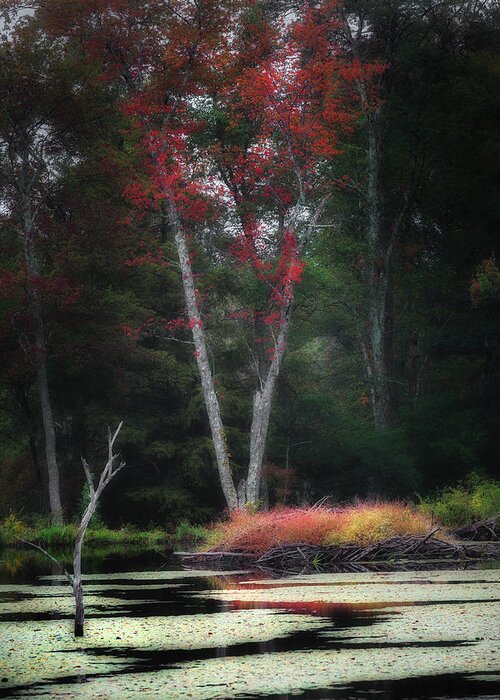 Autumn Greeting Card featuring the photograph Blazing Beaver Hut by Bill Wakeley