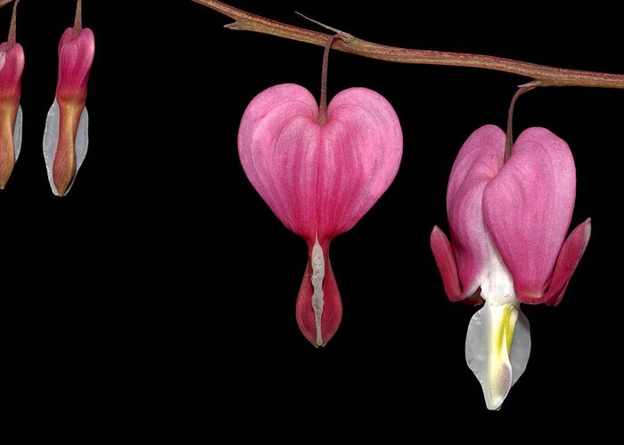 Flower Greeting Card featuring the photograph Bleeding Heart Flowers Showing Blooming Stages by Phil Cardamone