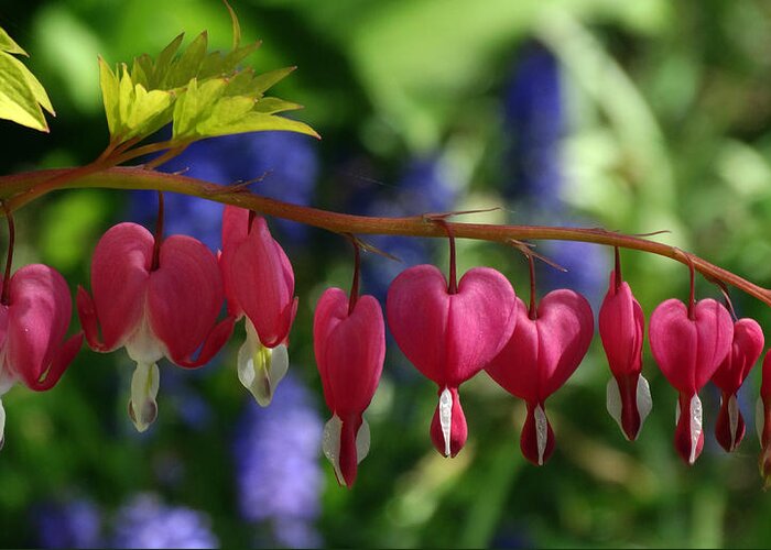 Flowers Greeting Card featuring the photograph Bleeding Hearts by David T Wilkinson