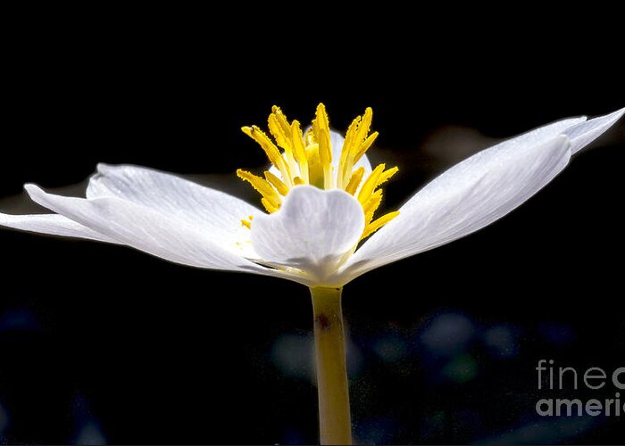 Flowers Greeting Card featuring the photograph Bloodroot 1 by Steven Ralser