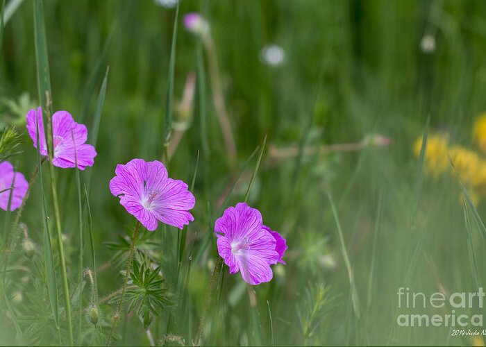 Bloody Cranesbill Greeting Card featuring the photograph Bloody Cranesbill Wild Flowers by Jivko Nakev