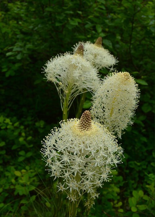 Bear Grass Greeting Card featuring the photograph Blooming Bear Grass by Whispering Peaks Photography