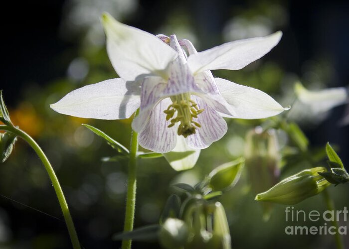 Columbine Greeting Card featuring the photograph Blooming Columbine by Brad Marzolf Photography