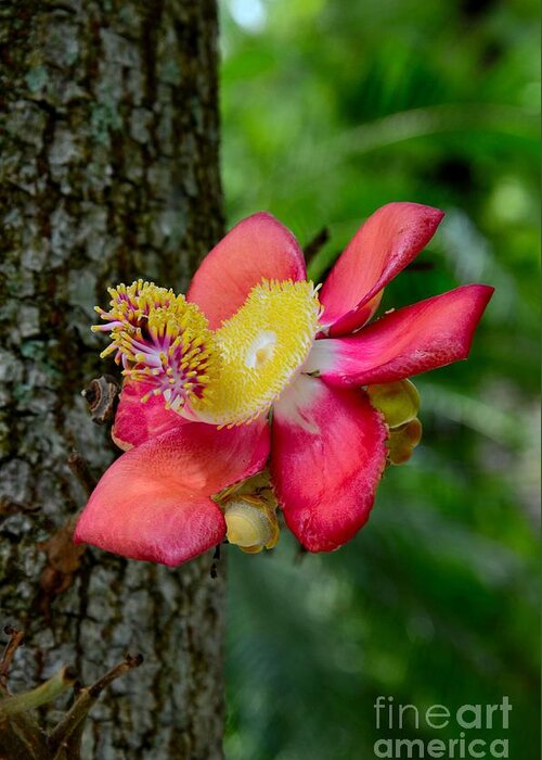  Flower Greeting Card featuring the photograph Blooming flower of Cannonball Tree by Imran Ahmed