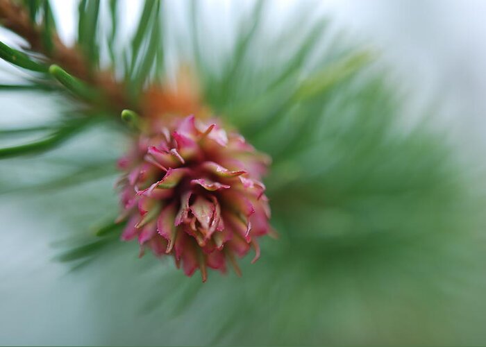 Pine Cone Greeting Card featuring the photograph Blooming Pine Cone by Kathy Paynter