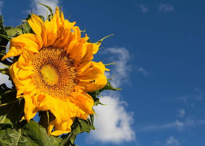 Flower Greeting Card featuring the photograph Blooming Sunflower Accented by Blue Skies by Tony Hake