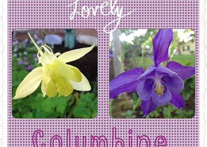 Flower Greeting Card featuring the photograph Blooming Today. #lovely #columbine by Teresa Mucha