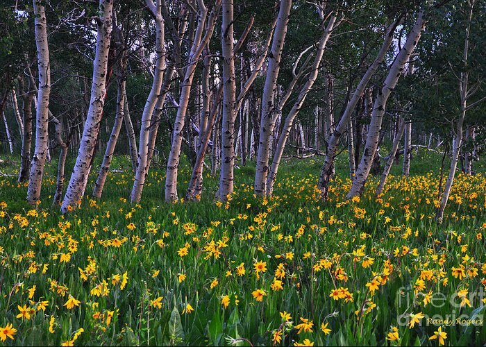 Wildflowers Greeting Card featuring the photograph Bloooming Aspens by Randy Rogers