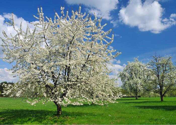 Spring Greeting Card featuring the photograph Blossoming trees in spring on green meadow by Matthias Hauser