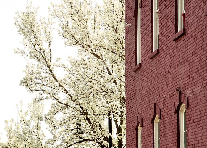 Red Brick Greeting Card featuring the photograph Blossoms and Brick by Courtney Webster