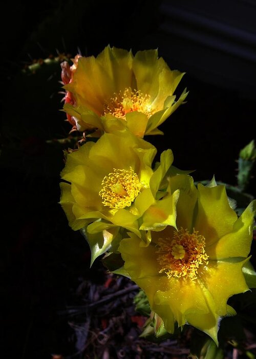 Cactus Greeting Card featuring the photograph Blossoms at Dusk by Nick Kloepping