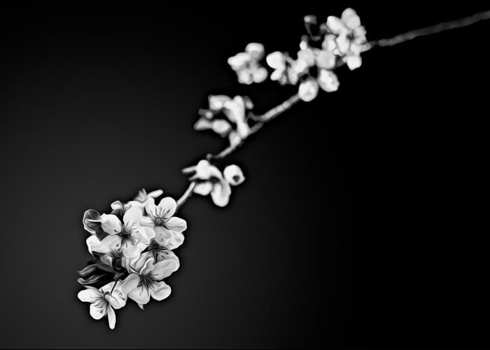Spring Greeting Card featuring the photograph Blossoms in Black and White by Joshua Minso