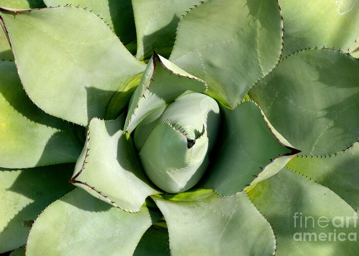 Blue Agave Greeting Card featuring the photograph Blue Agave by Jacqueline Athmann